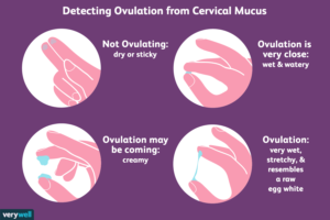 Any Methods of contraception suits ME women health | Fertility | Natural contraception
